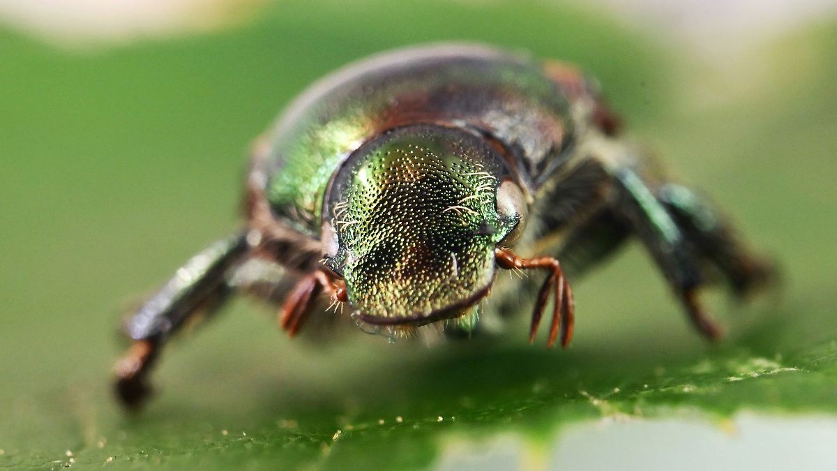 Erstmals Schädling Japankäfer in Hessen entdeckt