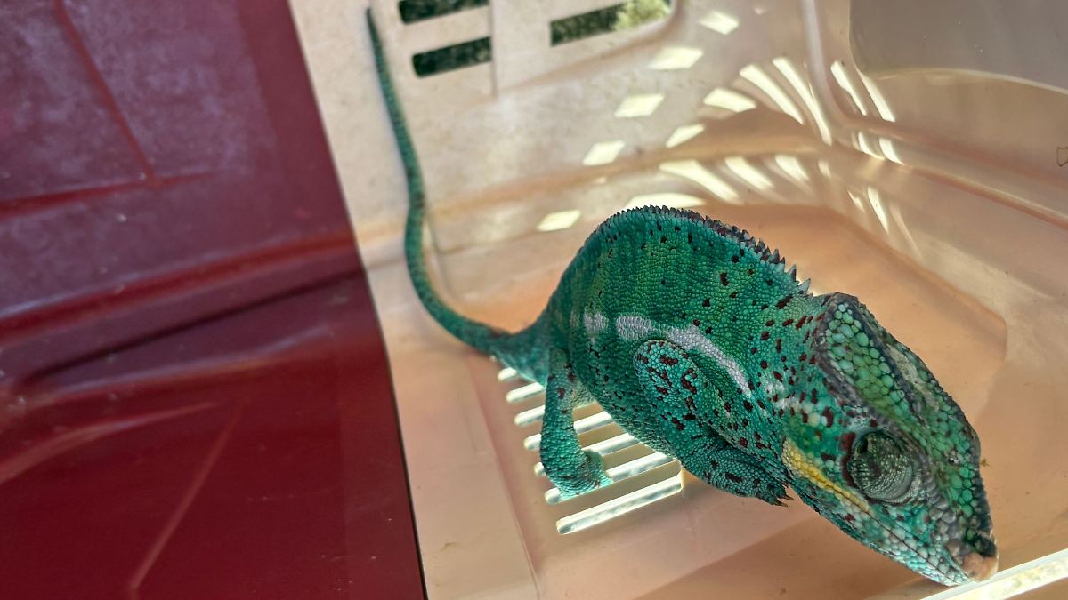 Feuerwehr rettet Chamäleon aus Baum