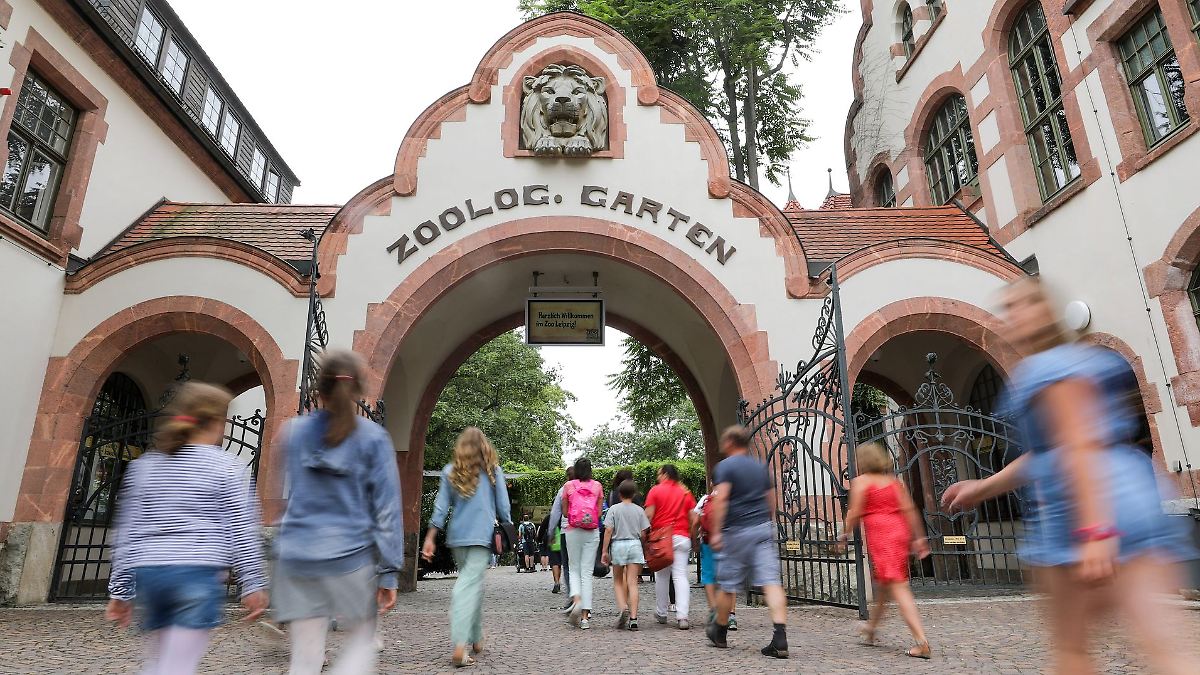 Zoo Leipzig schläfert drei Tigerbabys ein