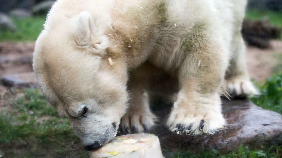 Zoo in Gelsenkirchen trauert um kleinwüchsige Eisbärin