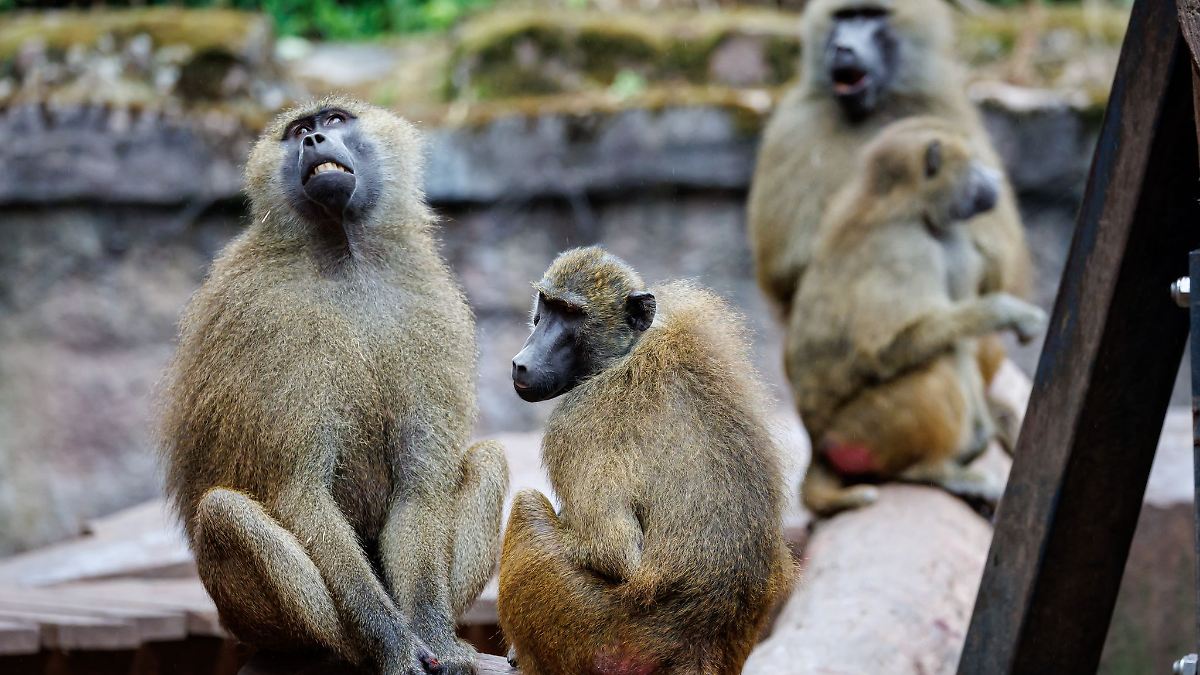 Pavian-Tötung: Tiergartenfreunde verurteilen Morddrohungen