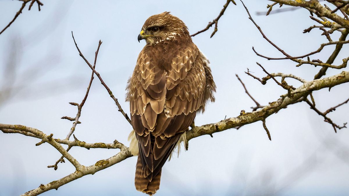 Mäusebussard in Nordhessen mit Schrotkugel erschossen