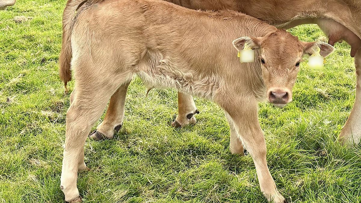 Unbekannte stehlen wenige Wochen alte Kälber von Weiden