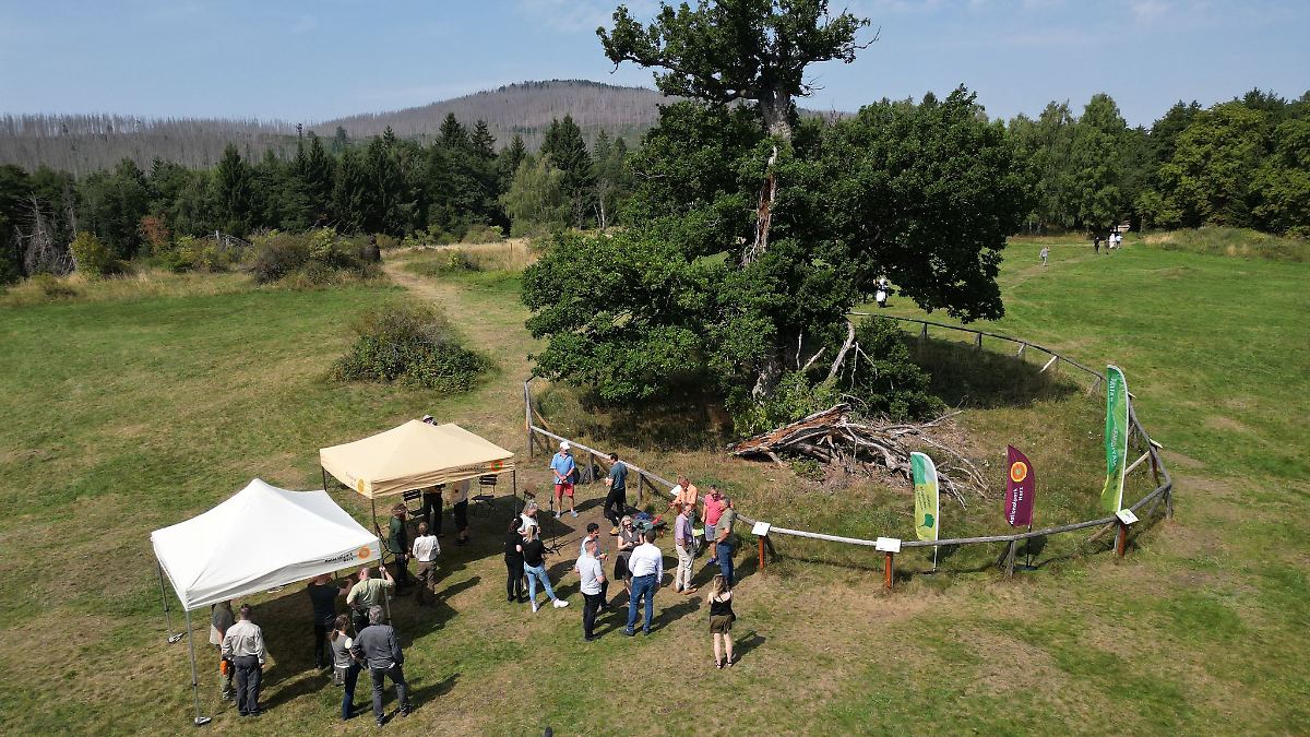Auszeichnung für 500 Jahre alte Eiche im Harz