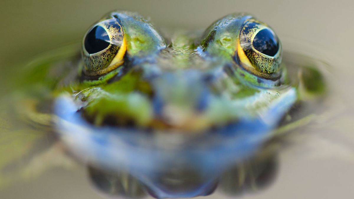Artenvielfalt im Garten – BUND gibt Tipps für Tierfreunde