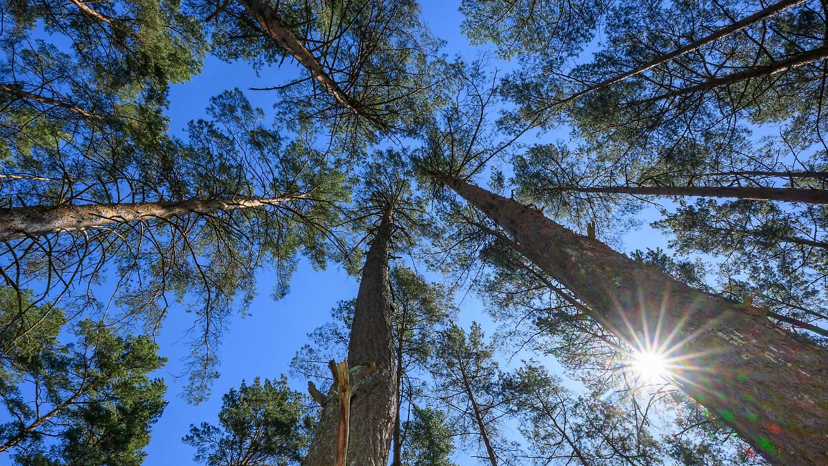 Sonne am Wochenende – Waldbrandgefahr bleibt hoch