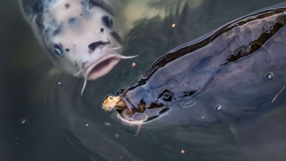 Dutzende Forellen und Karpfen aus Teichen geklaut