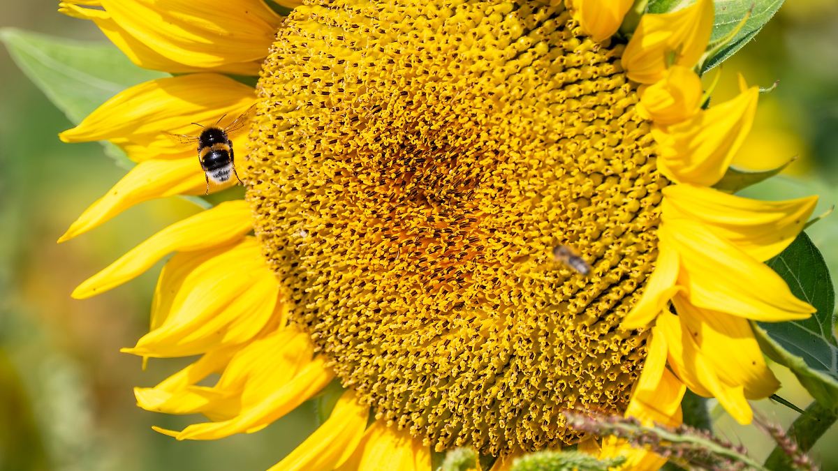 Nach Gewittern und Schauern wieder mehr Sonne