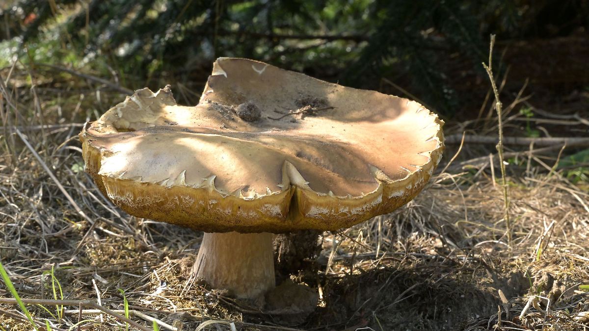 Minister Philippi warnt vor sorglosem Pilze-Sammeln