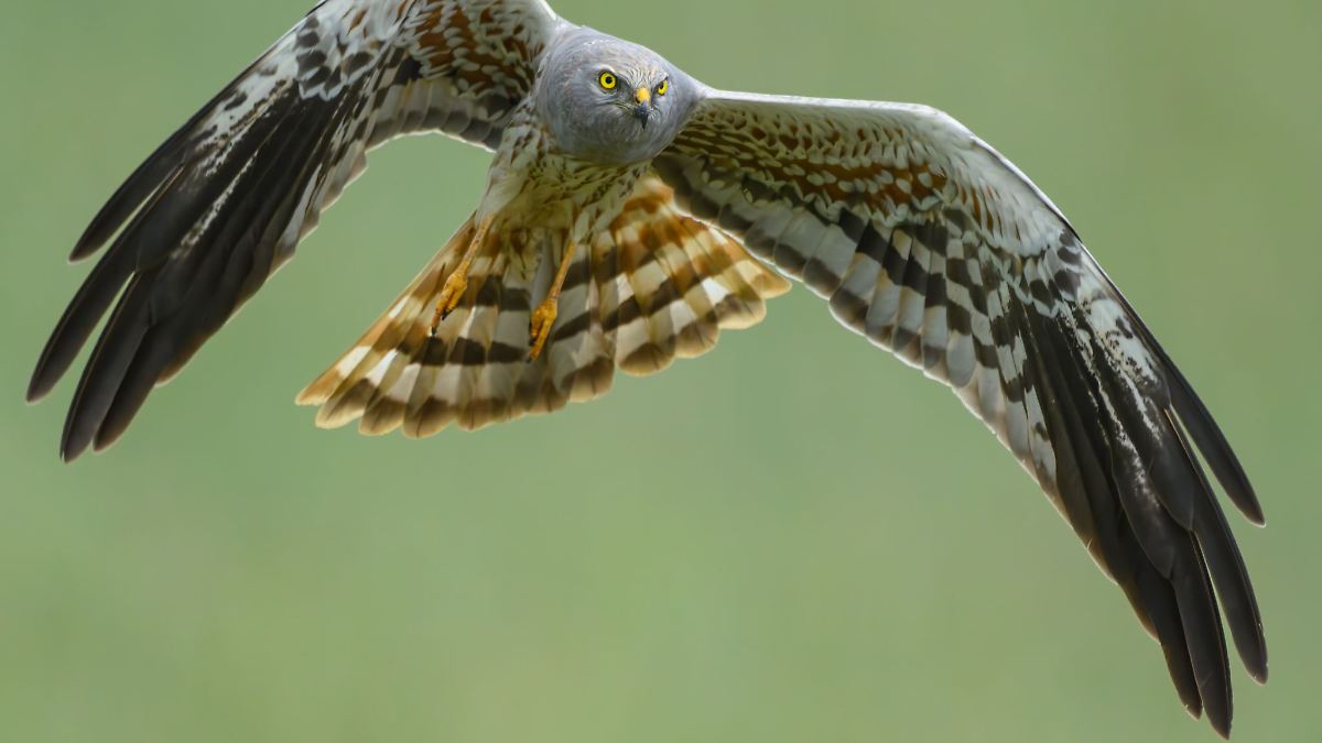 Bedrohte Wiesenweihe in Sachsen-Anhalt gut geschützt