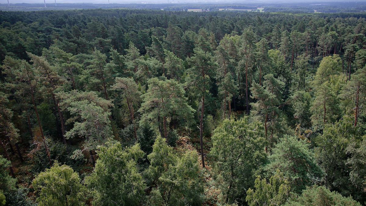 Waldbrandgefahr trotz Regen in Sachsen-Anhalt