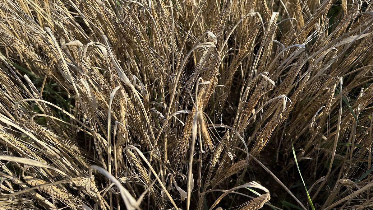 In Bayern wurde wieder mehr Braugerste angebaut