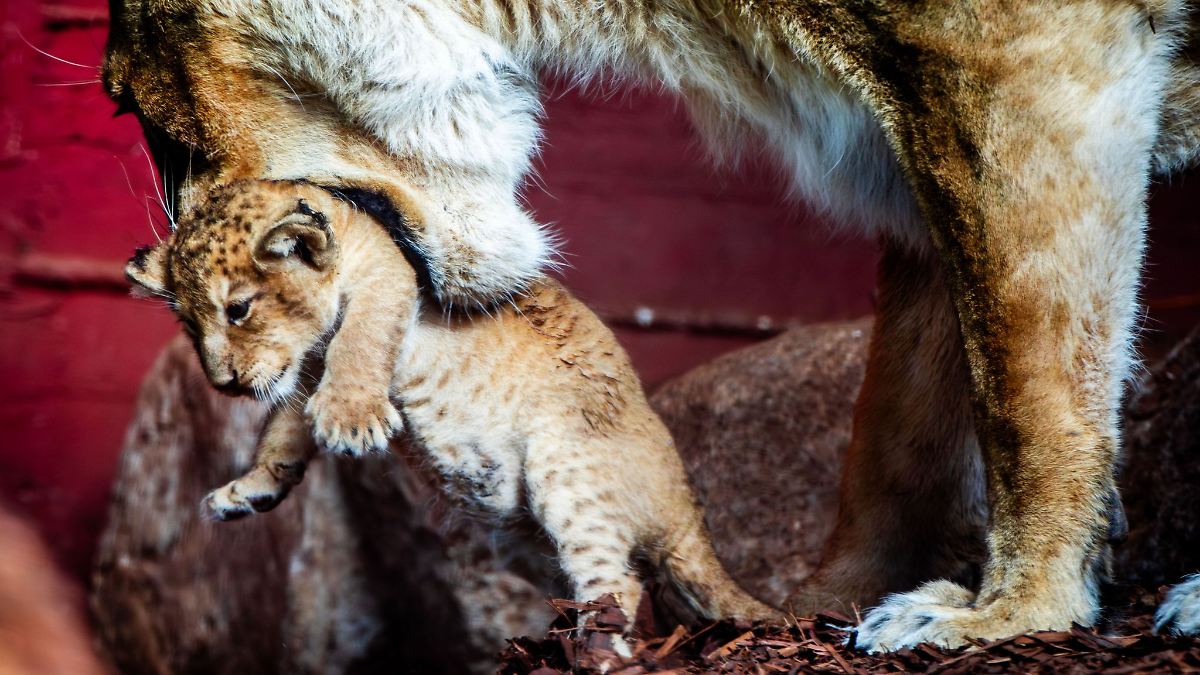 Erneut Löwennachwuchs im Schweriner Zoo