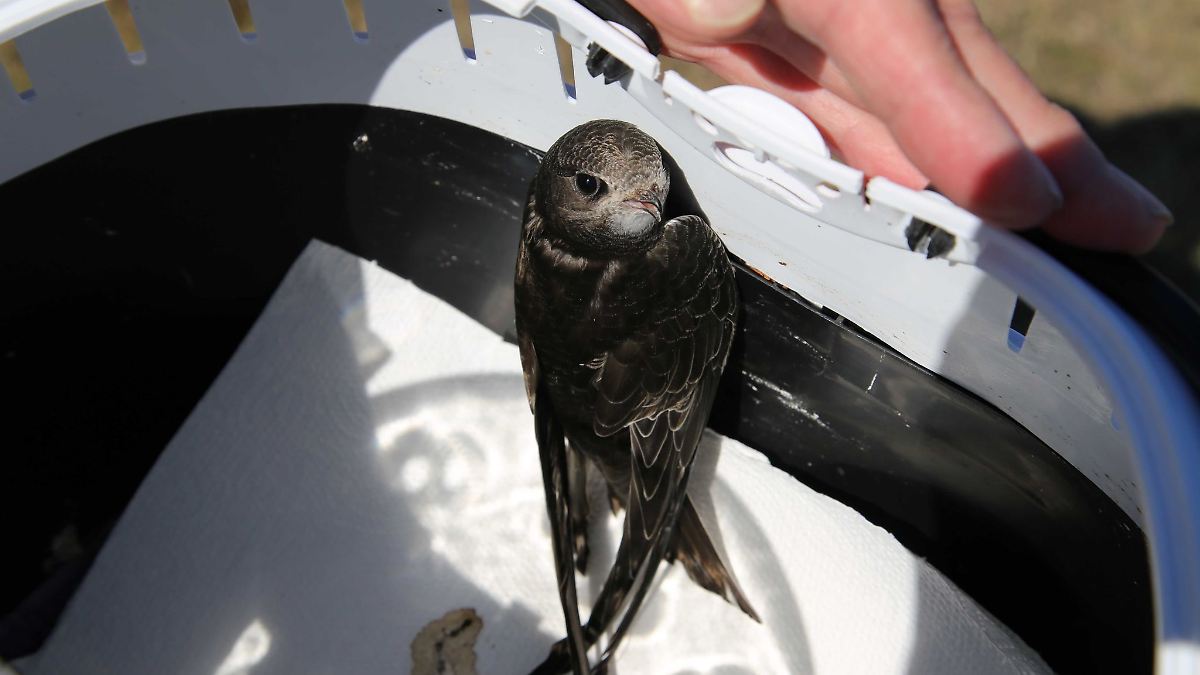 Von Sachsen-Anhalt bis nach Afrika - Vögelchen flieg!