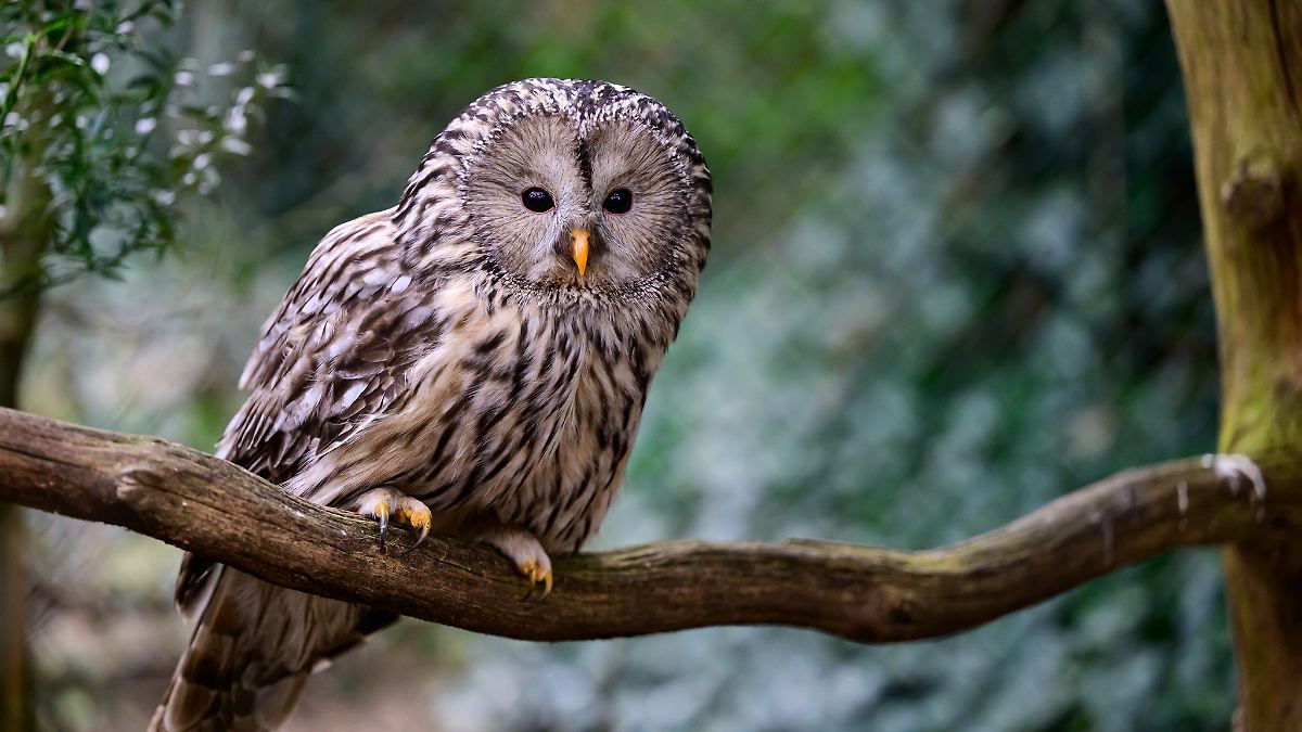 27 junge Habichtskäuze ausgewildert