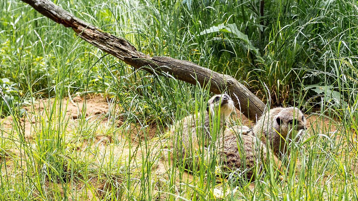 Neue Bewohner im Tierpark Suhl