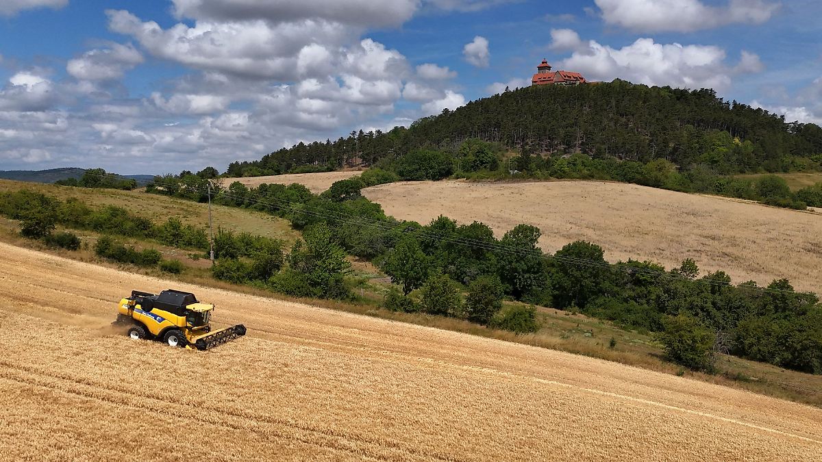 Überdurchschnittliche Getreideernte in Thüringen