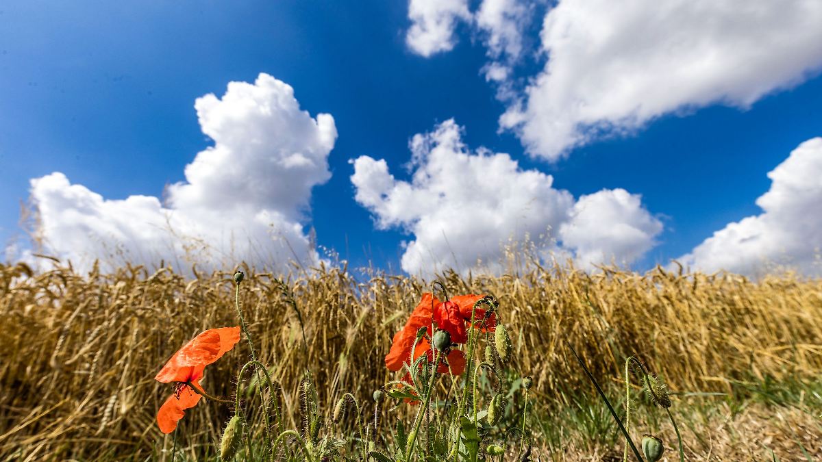 Sommer in Sachsen-Anhalt besonders sonnig und warm