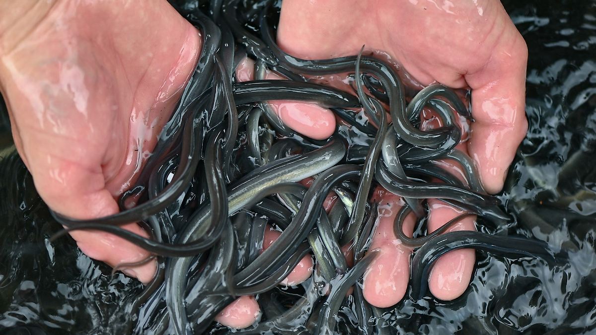 Landesanglerverband setzt neue Jungaale aus