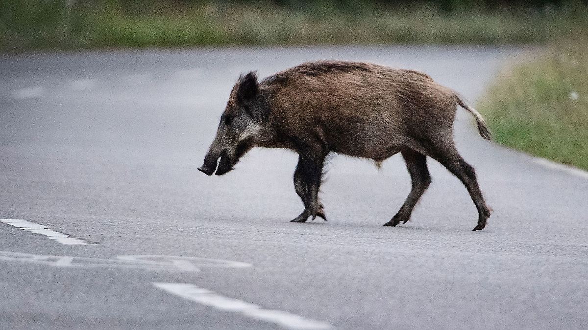 Auto stößt mit Wildschweinrotte zusammen - elf tote Tiere