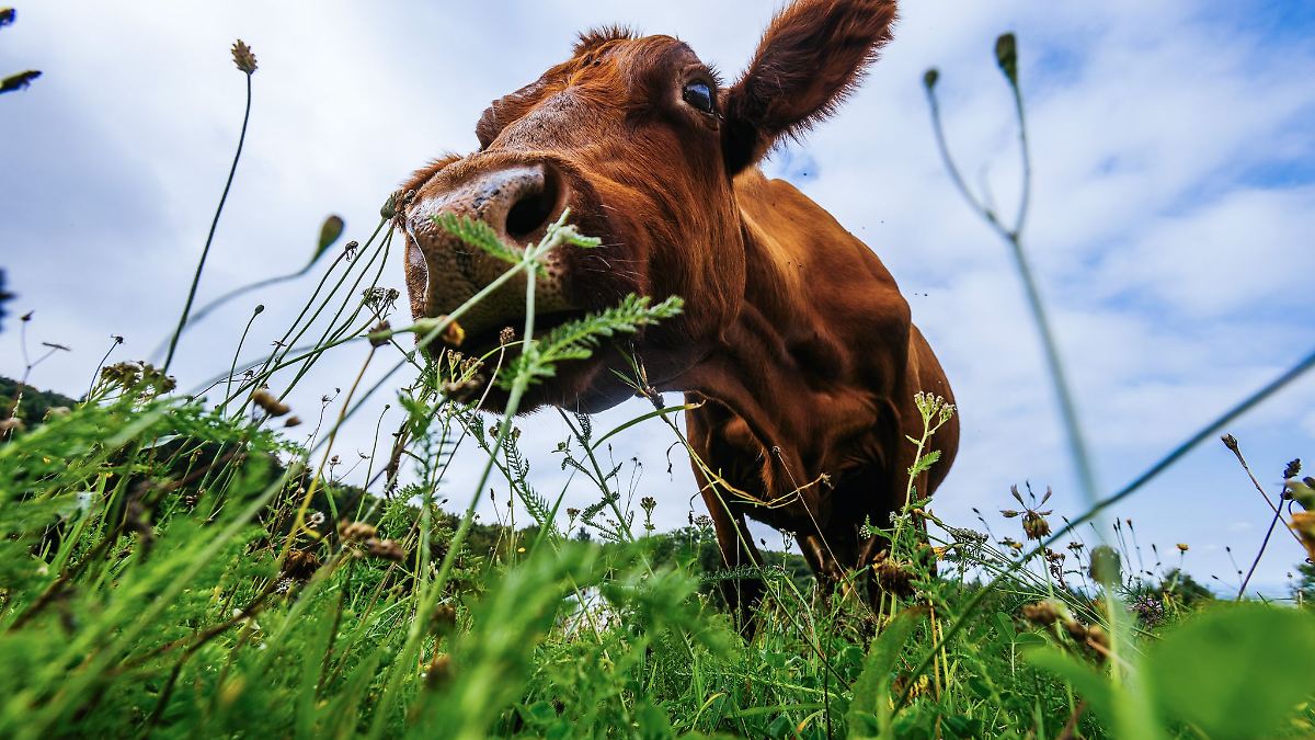 Kuh steht plötzlich auf der Straße - Autofahrerin verletzt