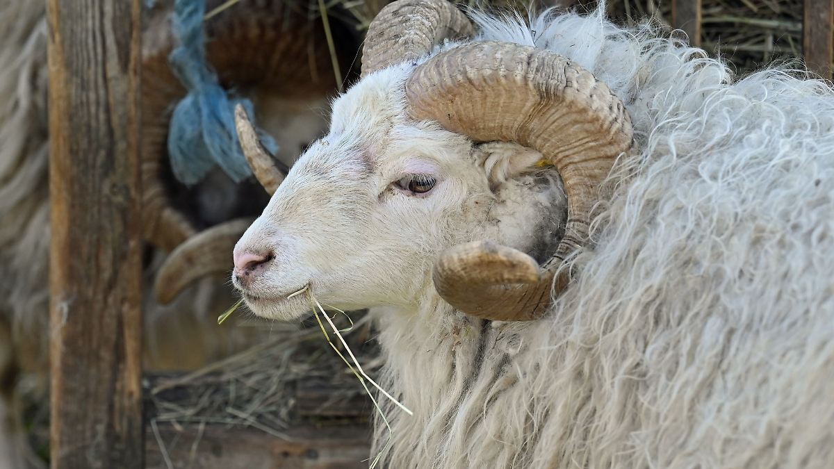Toter Schafbock gestohlen – Wildtierriss ausgeschlossen