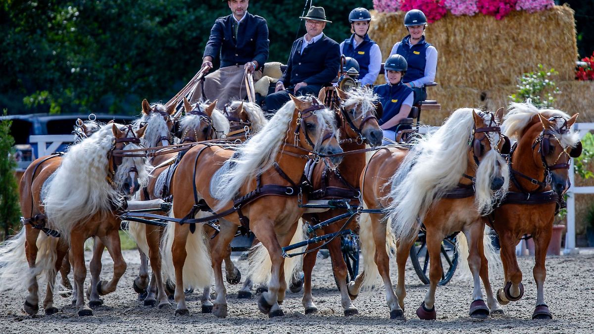 4.500 Besucher bei Redefiner Pferdetagen