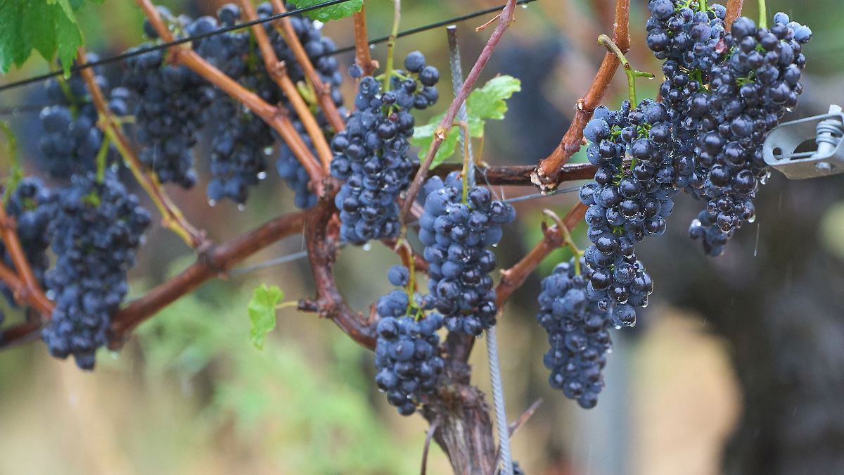 Regen, Sonne und Gewitter – unbeständiges Wetter erwartet