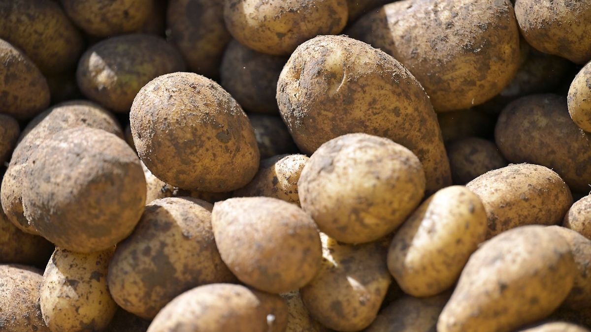 Halbe Tonne Kartoffeln vom Acker gestohlen