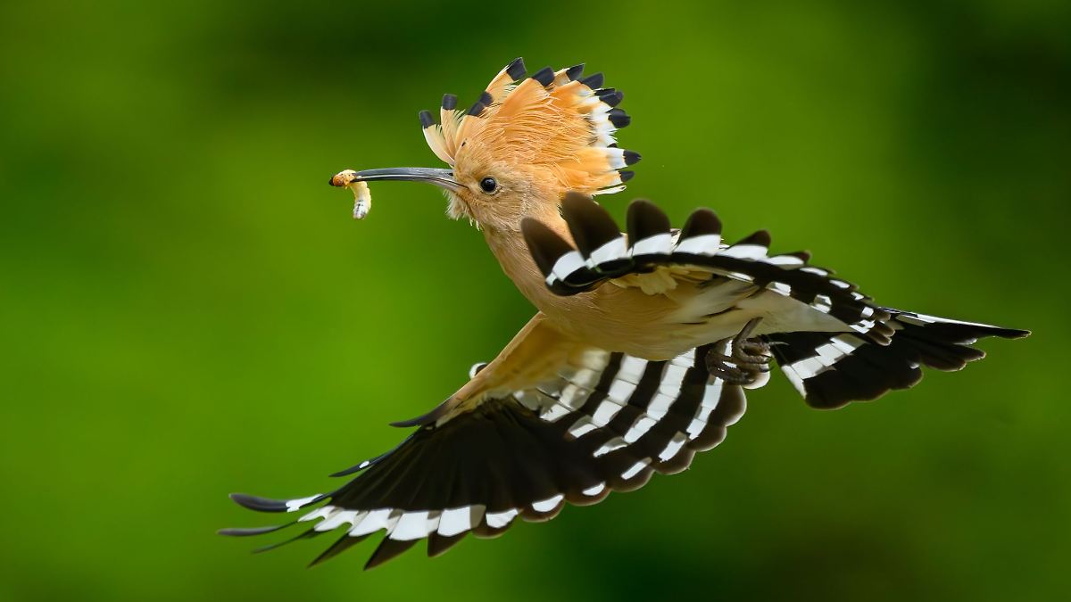 Mehr als 70 junge Wiedehopfe in der Döberitzer Heide beringt
