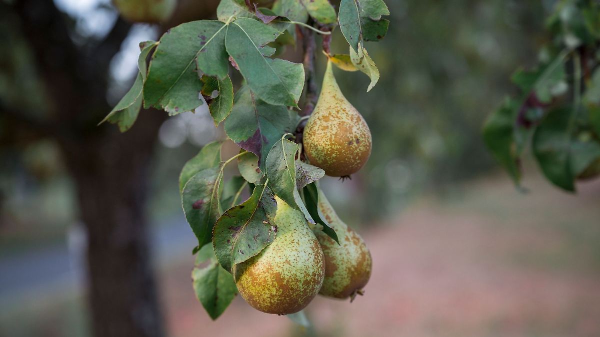 100 Kilogramm Birnen von Baum gestohlen