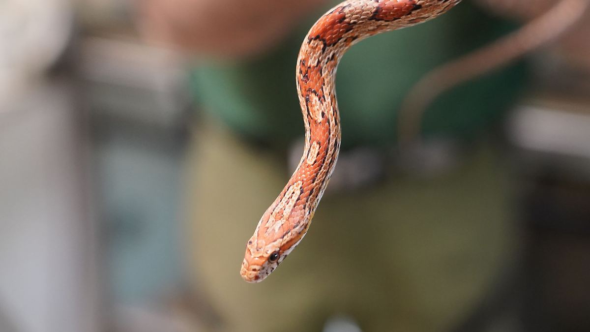 Exotische Schlange in Ahrensburg entdeckt