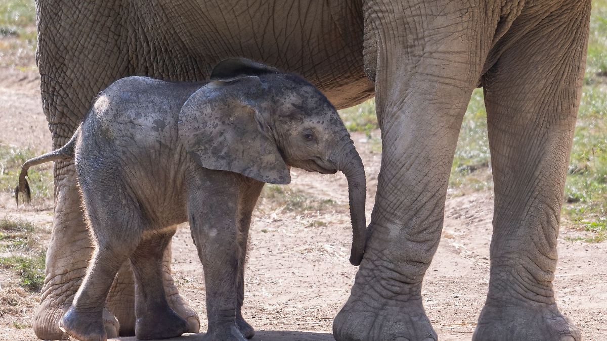 Elefantenbaby Kaja hat bereits 60 Kilogramm zugelegt