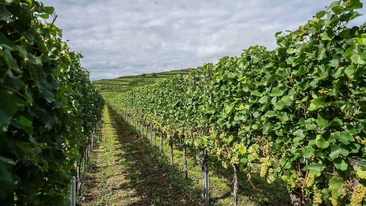 Vorerst doch keine Pflichtabgabe für Winzer