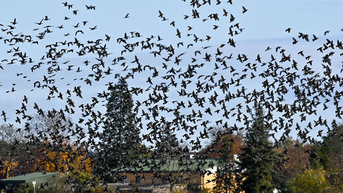 Abflug oder nicht? Zugvögel immer öfter über Winter im Land