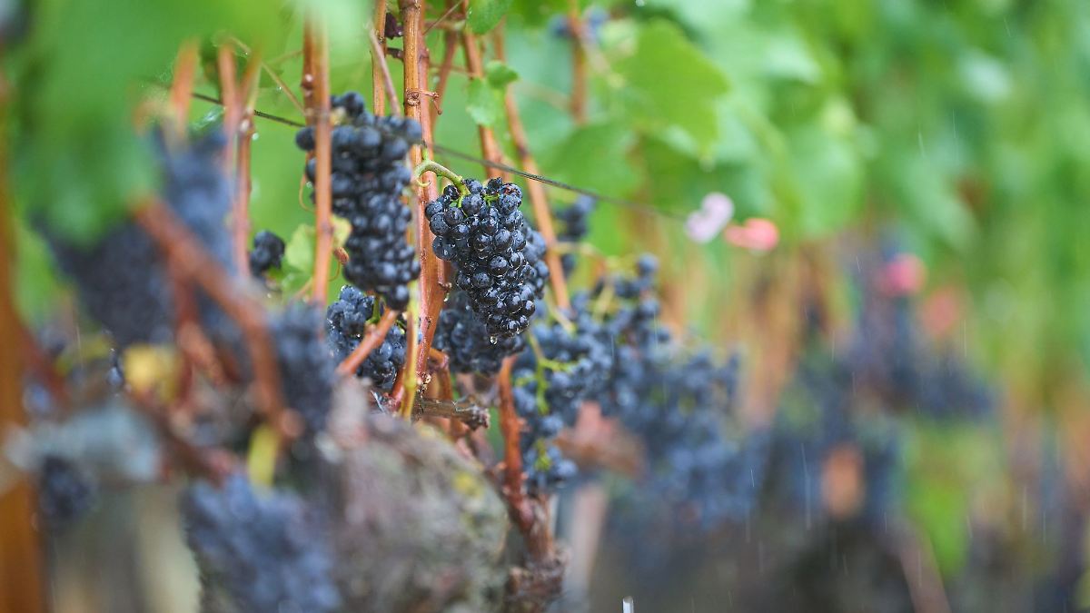 Stürmische Böen und Schauer – Wetter wechselhaft