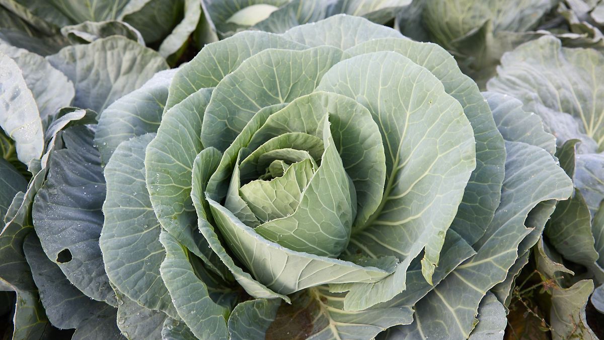 Unwetter bremst Start der Dithmarscher Kohltage