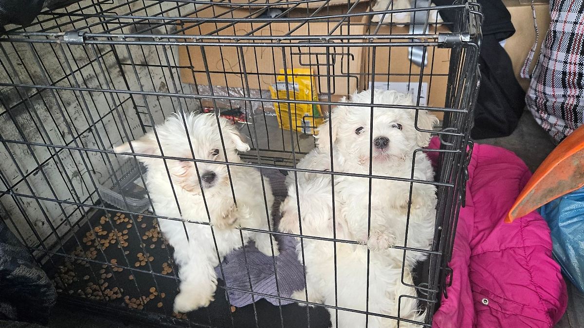 Zoll stoppt illegalen Welpentransport in Unterfranken