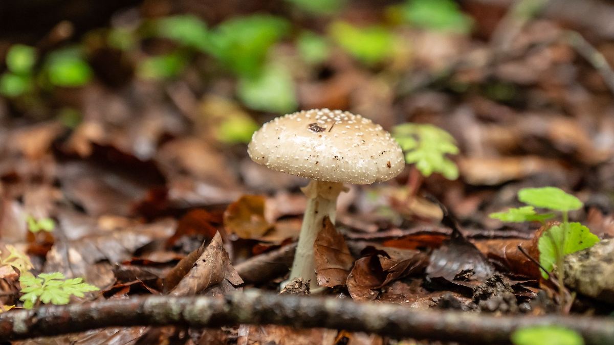 Gefährliche psychoaktive Pilze - Experten warnen vor Konsum