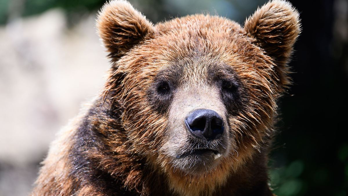 Nach Aikos Tod: Weiter Kritik an Bärenhaltung in Droyßig