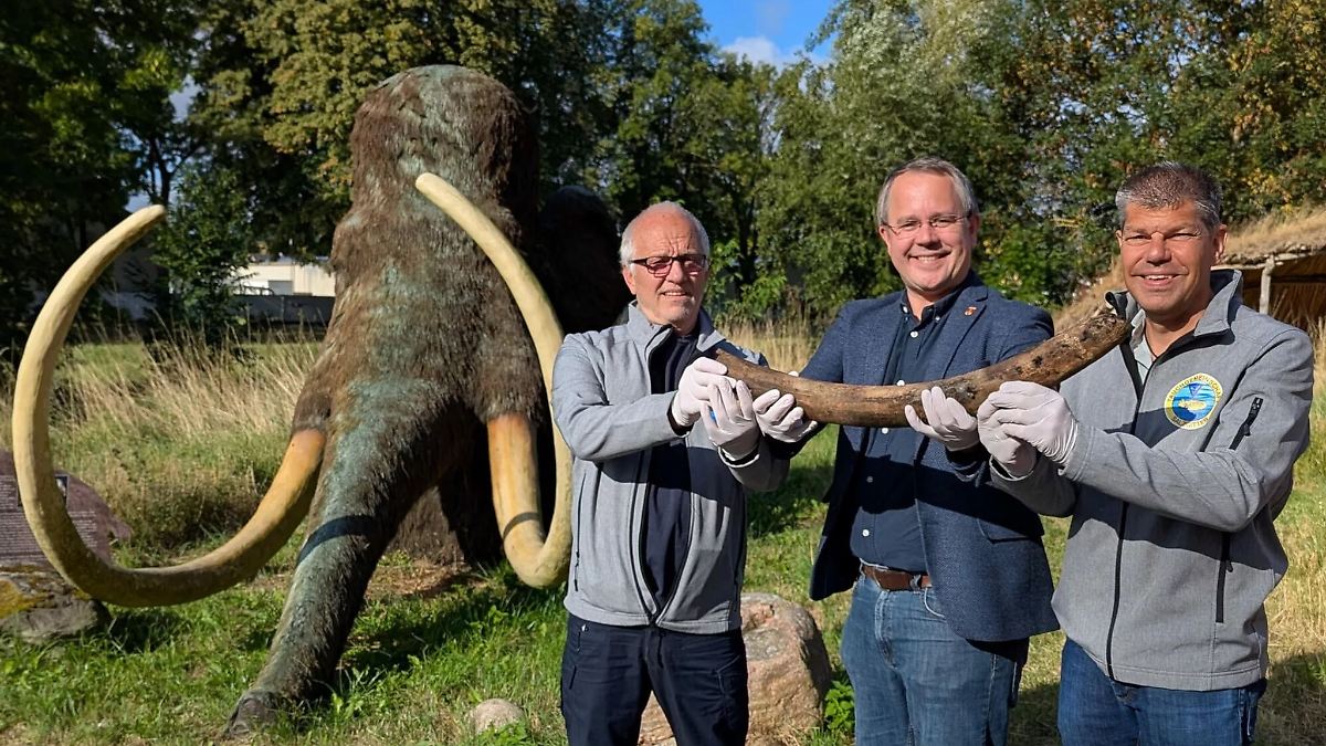 Taucher entdecken Mammut-Stoßzahn