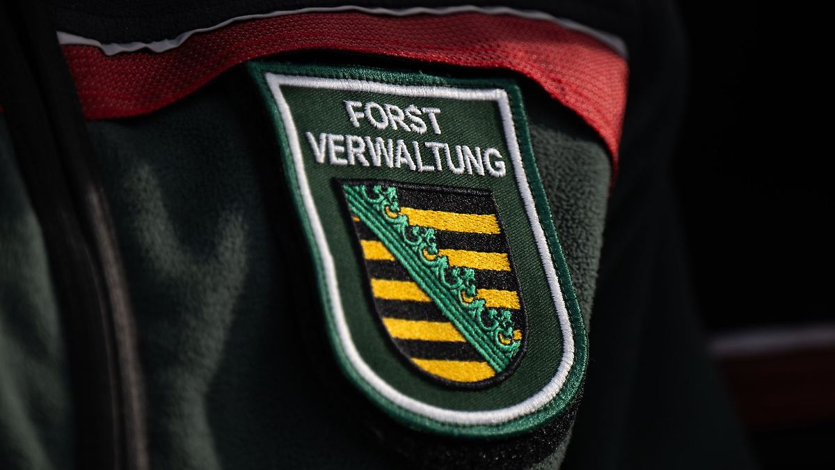 Sachsenforst setzt künftig auf weniger strenge Waldstandards