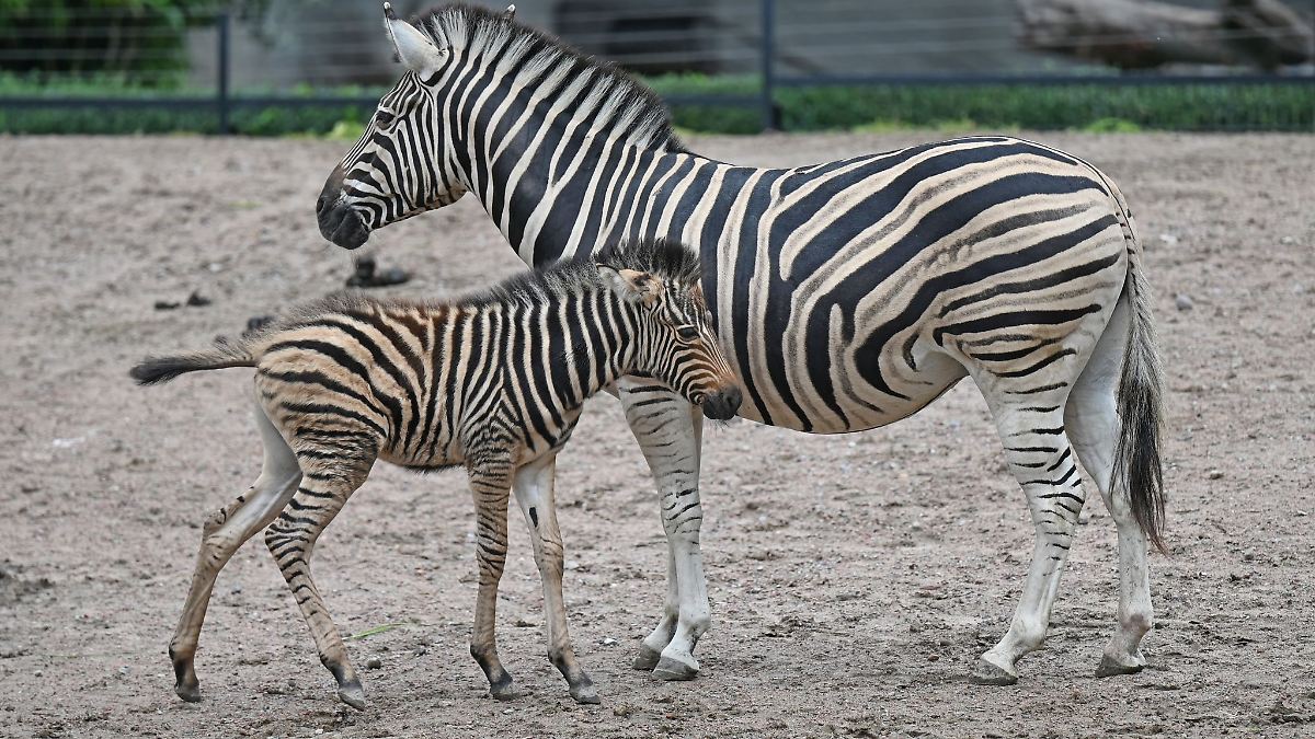 Ozzy, Carlos und Taio - Nachwuchs im Tierpark Hagenbeck