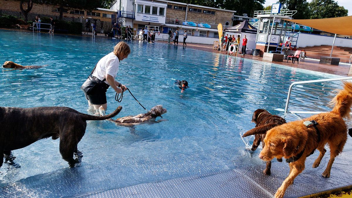 Schwimmende Hunde in zwei Berliner Freibädern