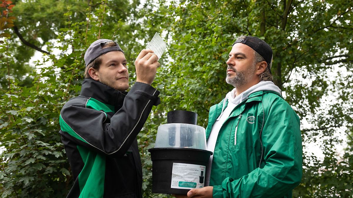 Keine weitere Ausbreitung der Tigermücke in Dresden