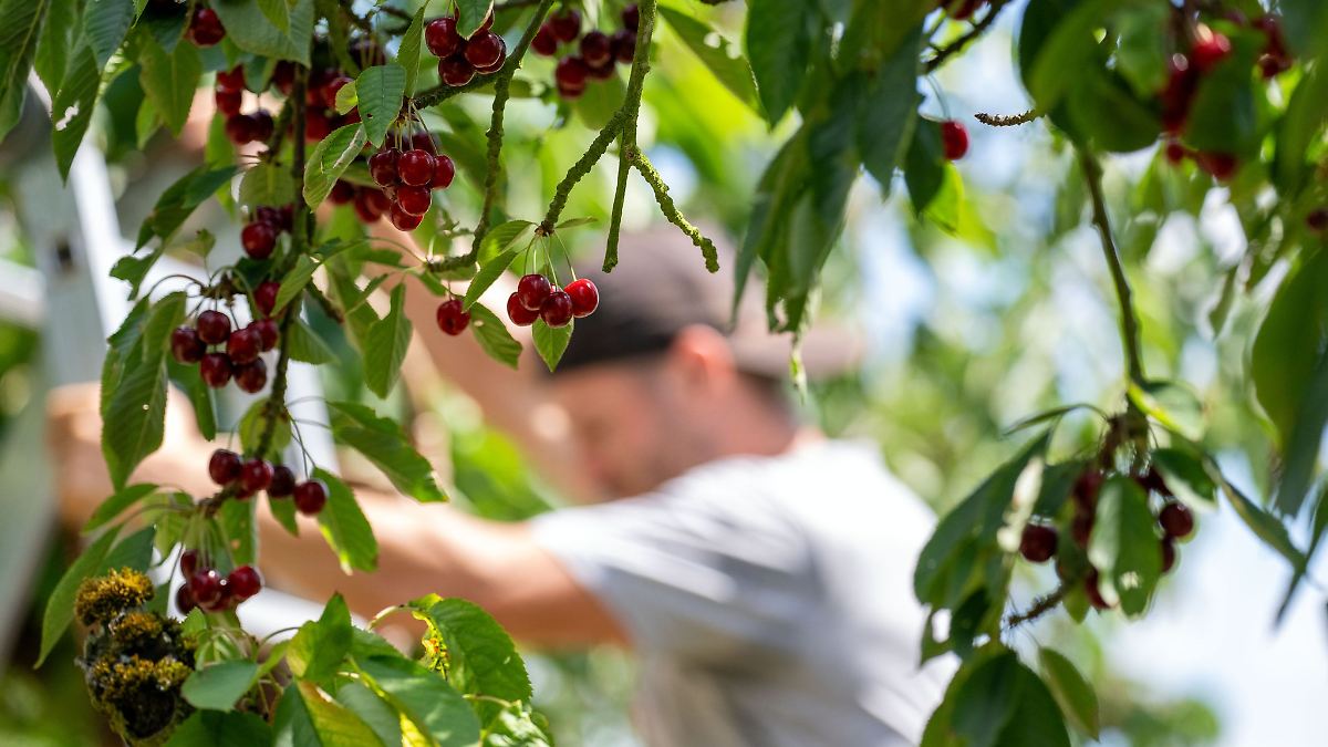 Mehr Kirschen in Bayern: Ernte steigt nach schwachem Vorjahr