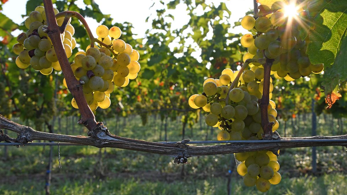 Diebstähle im Weinbaugebiet - wohl kein Versehen