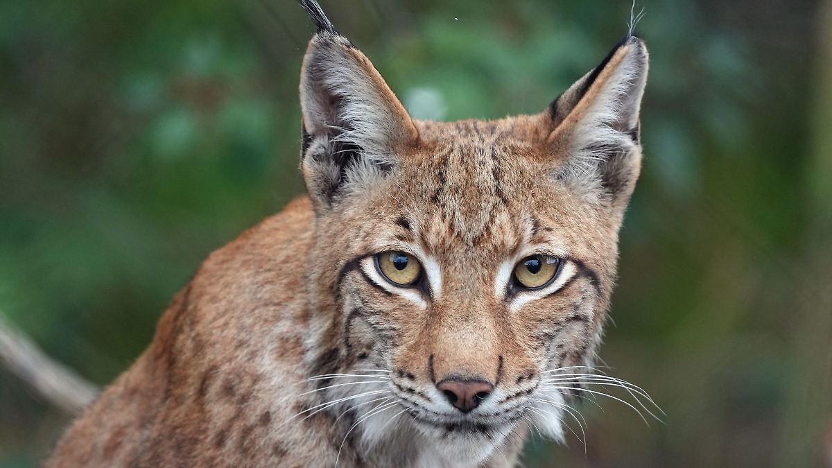 Luchs Baron stirbt kurz nach Rückkehr in die Natur