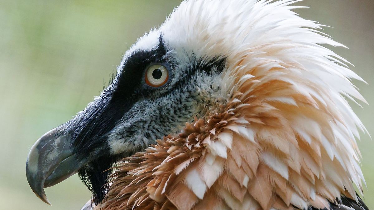 Bartgeier im Nürnberger Tiergarten gestorben
