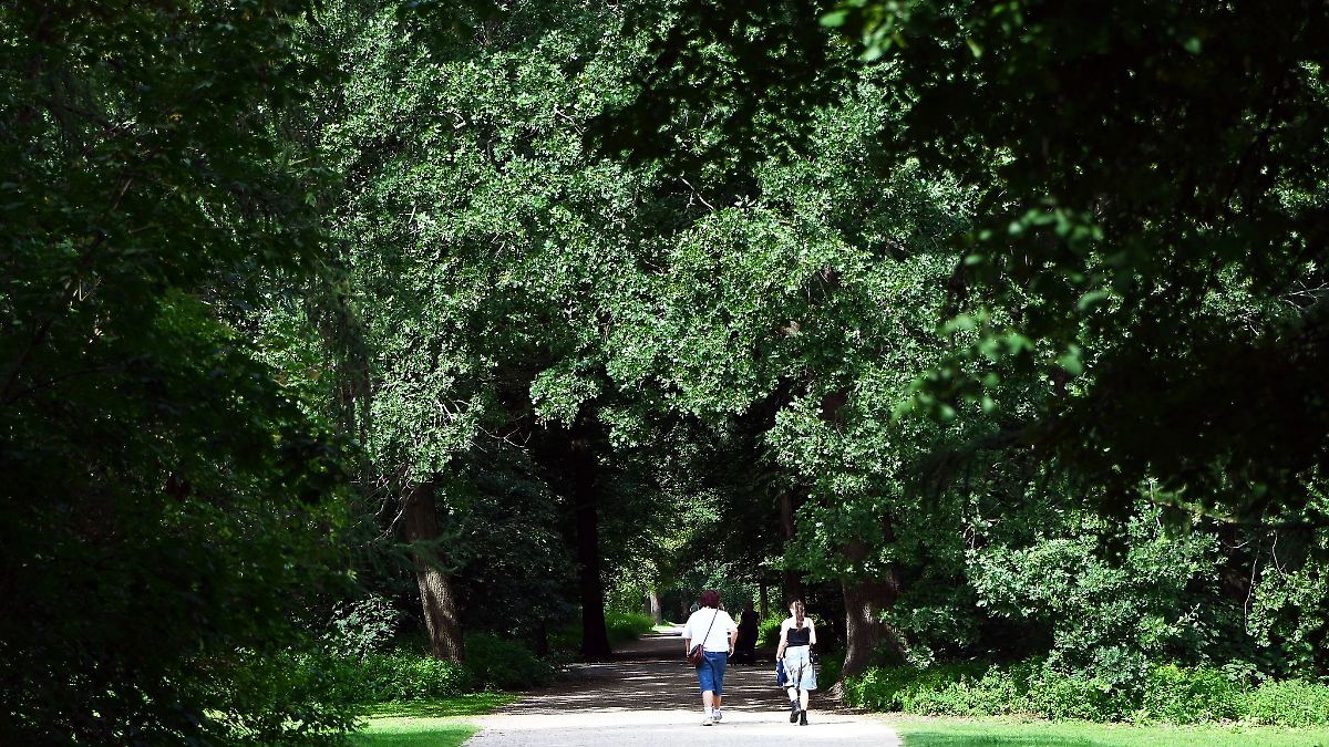 CDU und SPD wollen eigenes Gesetz für mehr Stadtbäume